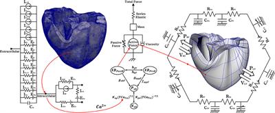 Influence of the KCNQ1 S140G Mutation on Human Ventricular Arrhythmogenesis and Pumping Performance: Simulation Study